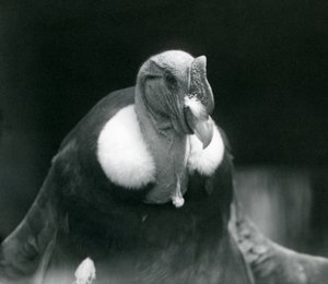 Kondor andyjski w londyńskim zoo w 1926 r. autorstwa Frederick William Bond