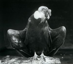 Kondor andyjski odpoczywający na kłodzie, londyńskie zoo, 1925 autorstwa Frederick William Bond