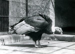 Sęp andyjski stojący na podłodze swojego wybiegu w londyńskim zoo w lipcu 1925 r. autorstwa Frederick William Bond