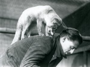 Arabski rudy lis spogląda przez ramię bramkarza F. Shelleya, stojąc na jego plecach, gdy ten się pochyla, londyńskie zoo, 1925 autorstwa Frederick William Bond