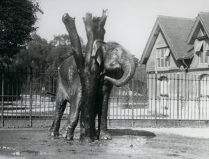 Słoń azjatycki drapiący się za uchem na drapaku w swoim wybiegu, londyńskie zoo autorstwa Frederick William Bond