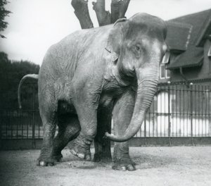 Słoń azjatycki drapie się o martwe drzewo, londyńskie zoo autorstwa Frederick William Bond