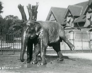 Słoń azjatycki drapie się o martwe drzewo, balansując na trzech nogach, londyńskie zoo autorstwa Frederick William Bond