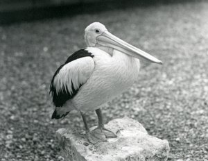 Pelikan australijski stojący na kamieniu w londyńskim zoo w 1929 roku (zdjęcie czarno-białe) autorstwa Frederick William Bond