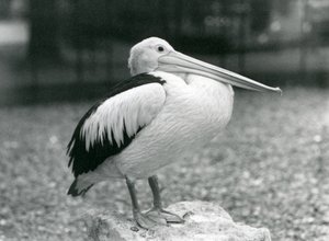 Pelikan australijski stojący na kamieniu w londyńskim zoo w 1929 roku (zdjęcie czarno-białe) autorstwa Frederick William Bond