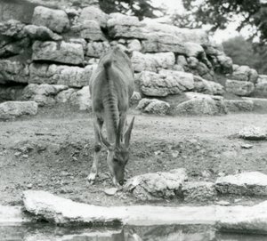 Eland pasący się na wybiegu Antelope Paddock w londyńskim zoo w 1929 roku (zdjęcie czarno-białe) autorstwa Frederick William Bond