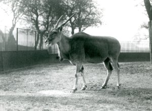 Eland na swoim padoku w londyńskim zoo w czerwcu 1925 r. autorstwa Frederick William Bond
