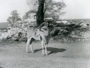 Eland stojący na swoim padoku w londyńskim zoo w 1929 roku (zdjęcie czarno-białe) autorstwa Frederick William Bond
