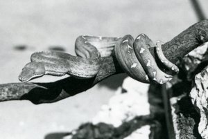 Boa szmaragdowy ze zwiniętym ciałem wzdłuż gałęzi, londyńskie zoo, październik 1928 (zdjęcie czarno-białe) autorstwa Frederick William Bond