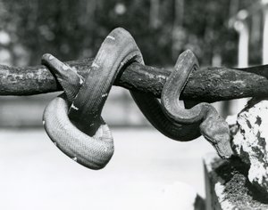 Szmaragdowy boa drzewny z ciałem zwiniętym wzdłuż poziomej gałęzi, patrzący w dół w kierunku ziemi, londyńskie zoo, październik 1928 (zdjęcie czarno-białe) autorstwa Frederick William Bond