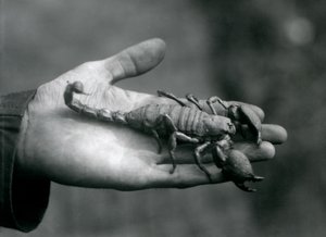 Skorpion cesarski trzymany w dłoni dozorcy, londyńskie zoo, październik 1925 autorstwa Frederick William Bond