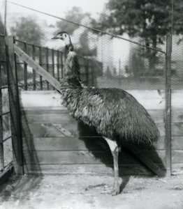 Emu w londyńskim zoo we wrześniu 1927 r. autorstwa Frederick William Bond