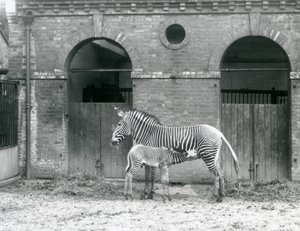 An Endangered GrevysImperial Zebra karmiąca swojego źrebaka na swoim padoku w londyńskim zoo w 1927 roku autorstwa Frederick William Bond
