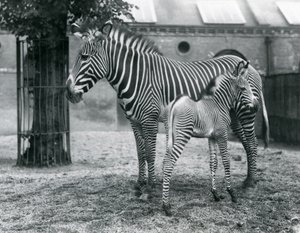 Zebra cesarska An Endangered Grevy, stojąca ze swoim 4-dniowym źrebakiem, na ich padoku w londyńskim zoo w sierpniu 1927 r. autorstwa Frederick William Bond