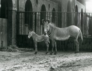 Zebra cesarska An Endangered Grevy, stojąca ze swoim 4-dniowym źrebakiem, na ich padoku w londyńskim zoo w sierpniu 1927 r. autorstwa Frederick William Bond