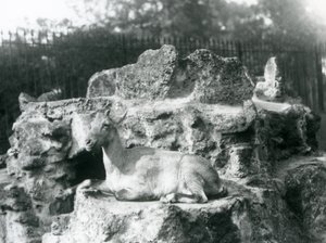 Ibex himalajski odpoczywający na skalnej półce w londyńskim zoo, sierpień 1927 r. autorstwa Frederick William Bond