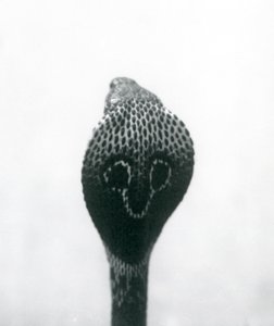 An Indian SpectacledAsian Binocellate Cobra z podniesioną głową i rozkloszowanym kapturem, Londyńskie Zoo, październik 1925 autorstwa Frederick William Bond