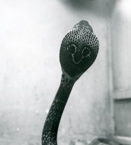An Indian SpectacledAsian Binocellate Cobra z podniesioną głową i rozkloszowanym kapturem, Londyńskie Zoo, październik 1925 autorstwa Frederick William Bond