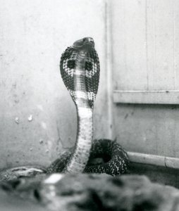 An Indian SpectacledAsian Binocellate Cobra z podniesioną głową i rozkloszowanym kapturem, Londyńskie Zoo, październik 1925 autorstwa Frederick William Bond