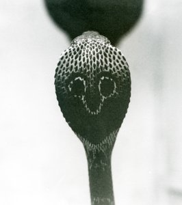 An Indian SpectacledAsian Binocellate Cobra z podniesioną głową i rozkloszowanym kapturem, Londyńskie Zoo, październik 1925 autorstwa Frederick William Bond