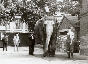 Słoń indyjski ważony przez opiekunów w londyńskim zoo, sierpień 1935 r autorstwa Frederick William Bond