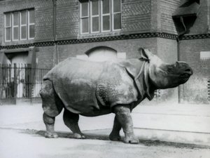 Nosorożec indyjski w londyńskim zoo, 1927 autorstwa Frederick William Bond