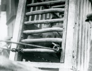 Nosorożec indyjski wygląda z drewnianej skrzyni transportowej po przybyciu do londyńskiego zoo w 1924 r. autorstwa Frederick William Bond