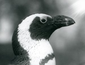 Dorosły pingwin czarnonogi Jackass African Penguin w londyńskim zoo, wrzesień 1925 r