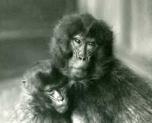 Dorosła i młoda małpa Gelada Bleeding heart w londyńskim zoo w styczniu 1925 r. autorstwa Frederick William Bond