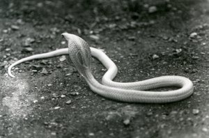 Albinos Indian SpectacledAsianBinocellate Cobra z podniesioną głową i rozłożonym kapturem, Londyńskie Zoo, wrzesień 1924 autorstwa Frederick William Bond