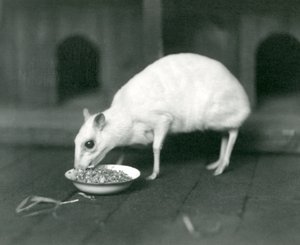 Albinos Jawajski Chevrotain Jawa-Jeleń jedzący z miski w londyńskim zoo w 1926 r. autorstwa Frederick William Bond