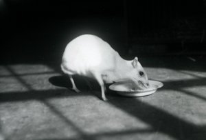Chevrotain albinos jedzący z naczynia, londyńskie zoo, grudzień 1926 r. autorstwa Frederick William Bond