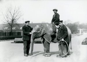 Mały słoń indyjski z opiekunami A. Churchem i H. Robertsonem w londyńskim zoo, czerwiec 1922 r. autorstwa Frederick William Bond
