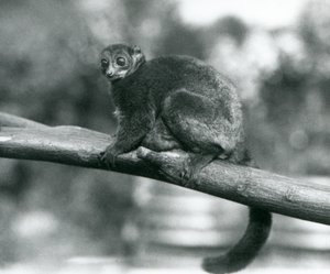 Zagrożony olbrzymi lemur myszy Coquerel / lemur karłowaty Coquerel / południowy olbrzymi lemur myszy, spoczywający na gałęzi w londyńskim zoo, październik 1929 (zdjęcie czarno-białe) autorstwa Frederick William Bond