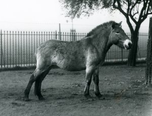 Zagrożony wyginięciem dziki koń Przewalskiego stojący na wybiegu w londyńskim zoo, październik 1927 r. autorstwa Frederick William Bond