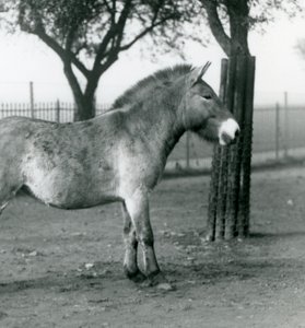 Zagrożony wyginięciem dziki koń Przewalskiego stojący na wybiegu w londyńskim zoo, październik 1927 r. autorstwa Frederick William Bond