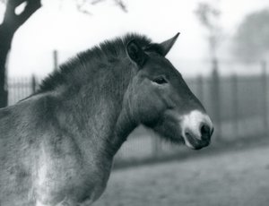 Zagrożony wyginięciem dziki koń Przewalskiego stojący na wybiegu w londyńskim zoo, październik 1927 r. autorstwa Frederick William Bond