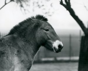 Zagrożony wyginięciem dziki koń Przewalskiego stojący na wybiegu w londyńskim zoo, październik 1927 r. autorstwa Frederick William Bond
