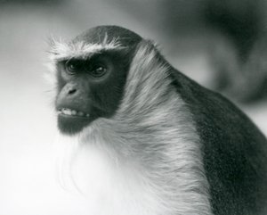 Zagrożona małpa Roloway w londyńskim zoo, 1927 autorstwa Frederick William Bond