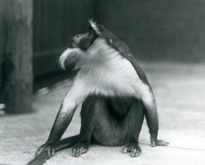 Zagrożona Małpa Roloway siedząca na ziemi, patrząca w górę, trzymająca ogon, Londyńskie Zoo, 1927 autorstwa Frederick William Bond