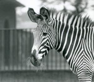 Samica/Jenny zagrożona Zebrą Grevy