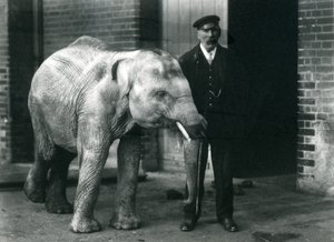 Mały słoń azjatycki z opiekunem Charlesem Eyelesem, londyńskie zoo, listopad 1915 autorstwa Frederick William Bond