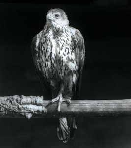 Orzeł Bonelli odpoczywający na gałęzi w londyńskim zoo, wrzesień 1925 autorstwa Frederick William Bond