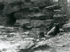 California Sea Lions z lodem na swoim basenie, londyńskie zoo autorstwa Frederick William Bond