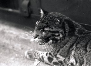 Pantera zachmurzona, 1922 autorstwa Frederick William Bond