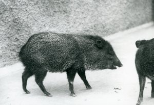 Pekariusze z kołnierzykiem w londyńskim zoo, 1927 autorstwa Frederick William Bond