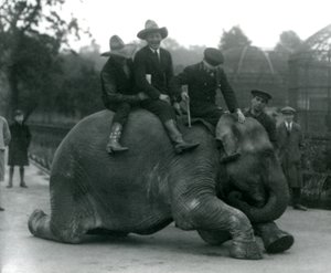Kowboje i trener z samicą słonia indyjskiego Sundermalah podczas wizyty w londyńskim zoo w 1924 r. autorstwa Frederick William Bond
