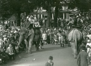 Przejażdżki na słoniach, z dwoma azjatyckimi słoniami obserwowanymi przez tłumy gapiów w londyńskim zoo w sierpniu 1926 r. (zdjęcie czarno-białe) autorstwa Frederick William Bond