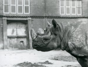 Eliza to samica czarnego nosorożca, londyńskie zoo autorstwa Frederick William Bond