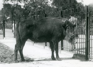 Żubr „Georgina” w barach swojego wybiegu, londyńskie zoo autorstwa Frederick William Bond